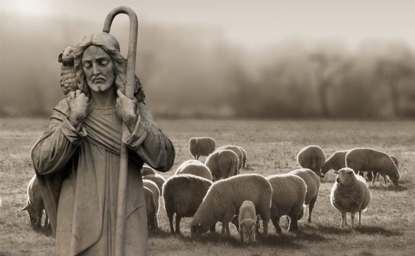 what are sheep like without a shepherd