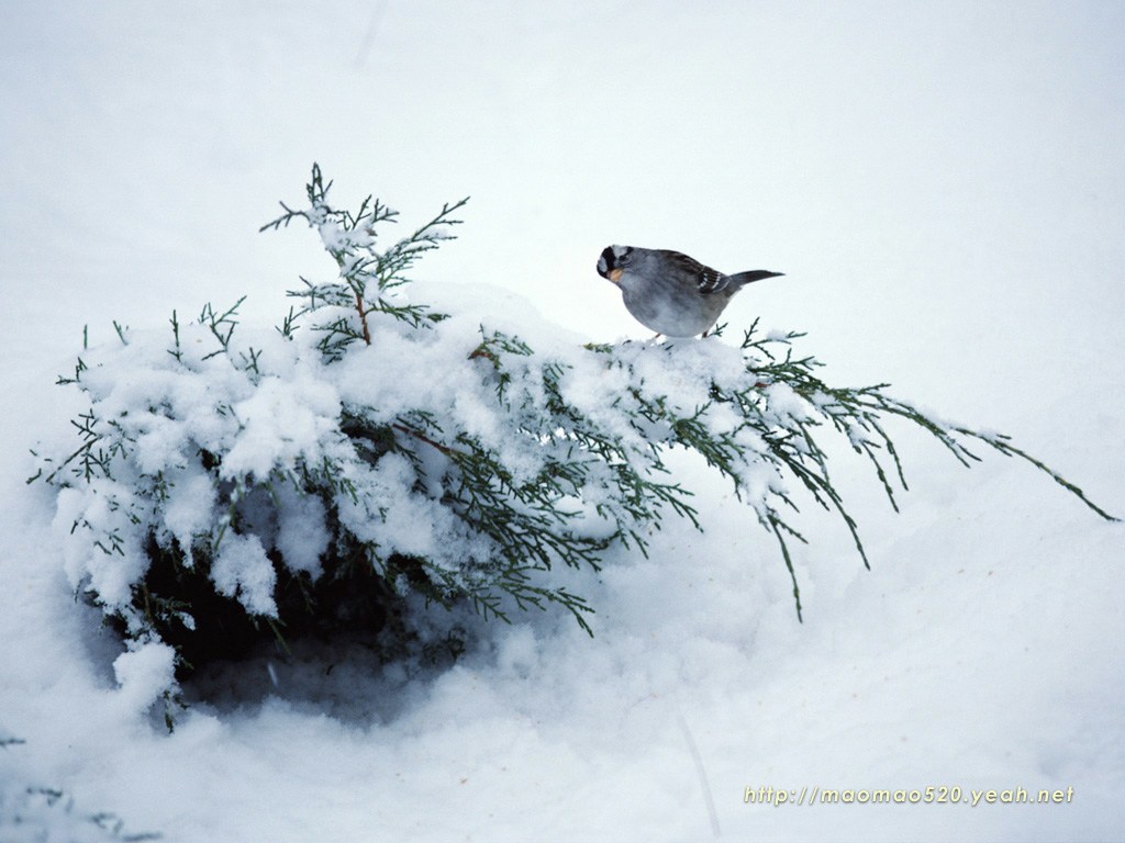 Flying winter. Птицы на снегу. Птица в сугробе. Птицы в снегопад. Птицы зимой на снегу.